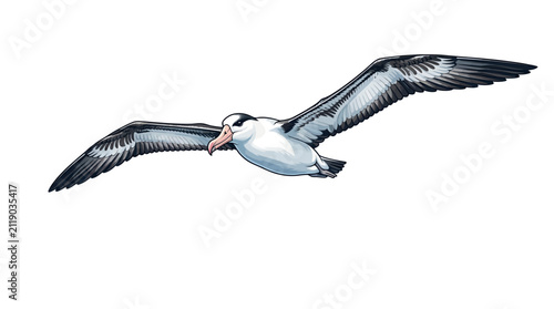 Bild auf Leinwand Soaring Albatross Vector Illustration
