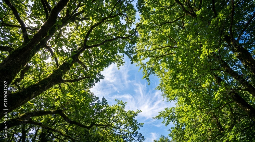 Fototapeta premium trees in the forest