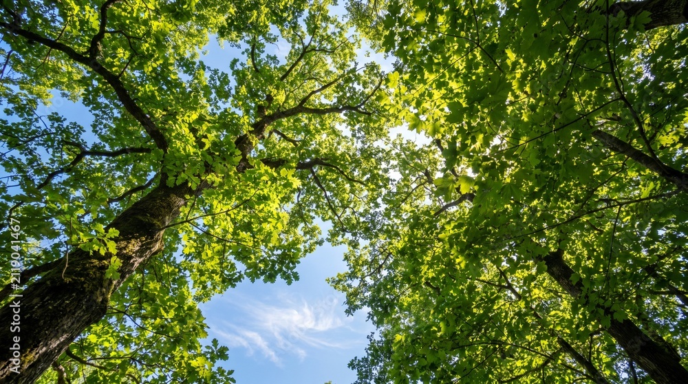 Fototapeta premium trees in the forest
