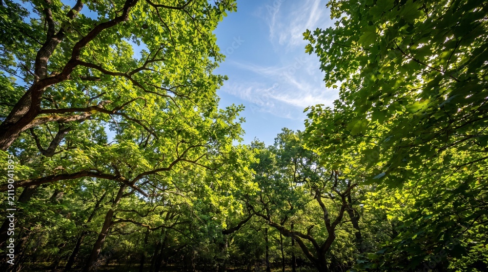 Fototapeta premium sun shining through trees