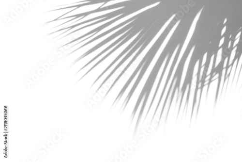 shadow overlay effect of natural tree leaves shadow over on white wall,abstract summer sunlight with shadow background,branch with leaves shadow,windows shadow,leaf shadow,plants shadow