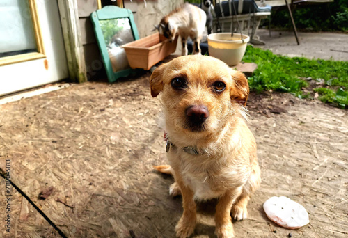 A dog sitting on a wooden floor outside, while a goat is behind in the backdrop