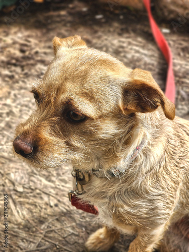 Close up photo of a dog fro mthe side, sitting