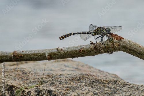 Eine Libelle sitzt auf einem Ast am Wasser und wartet auf Beute
