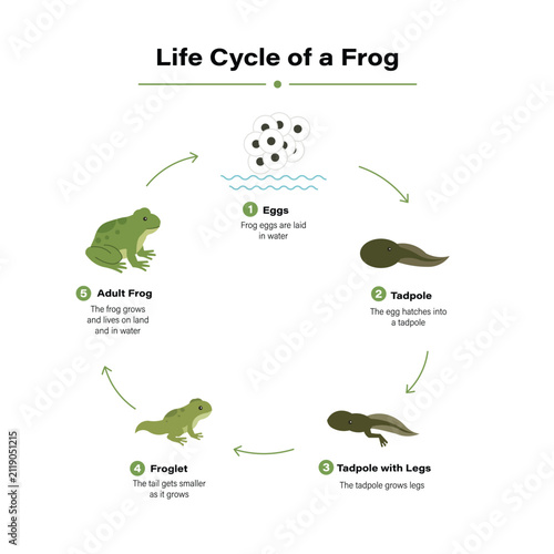 Life Cycle of a Frog Infographic Educational Biology Amphibian Growth Stages Illustration Guide
