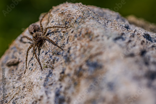 Eine Spinne krabbelt über einen großen Stein in einem Wald