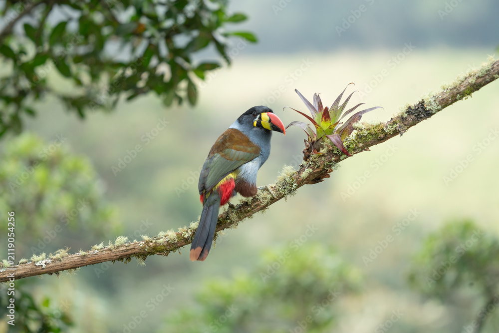 Fototapeta premium beautiful colored plate-billed mountain toucan (Andigena laminirostris) sitting n the branch very near in the cloud forest
