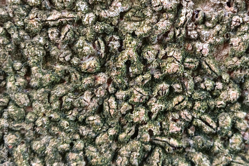 Quadro su tela Close-up of small barnacles attached to a rough concrete surface