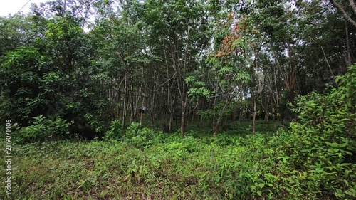 Dense tropical forest with layered undergrowth and tall tree trunks