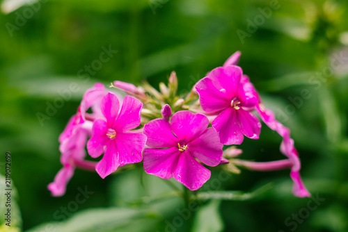Blooming garden phlox flowers with rich pink petals and fresh green foliage, creating a bright and colorful floral scene in a lush summer landscape.
