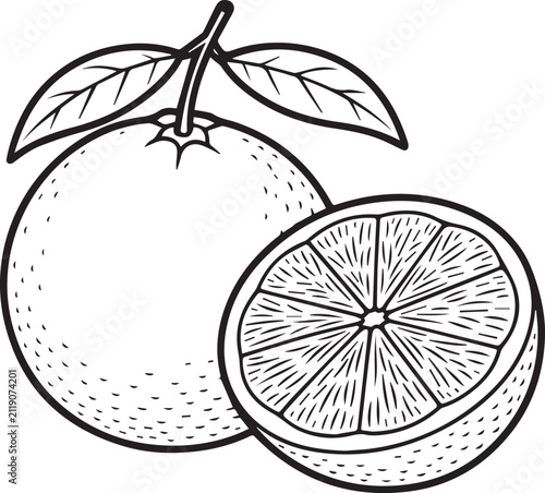 vector illustration of an orange