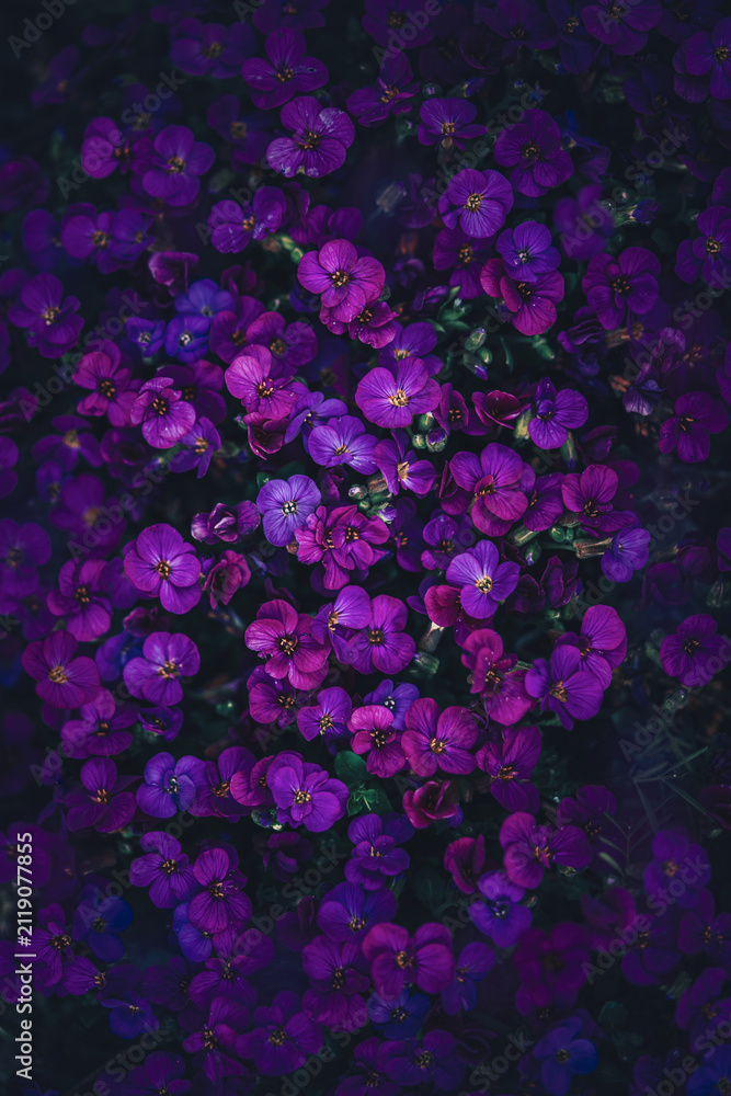 Fototapeta premium Purple aubrieta (Aubrieta deltoidea) flowers, beautiful moody macro photo with dark background, shallow depth of field, and dreamy floral pattern