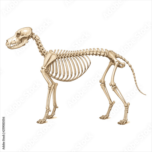 WebDetailed Canine Skeleton Anatomy Illustration
