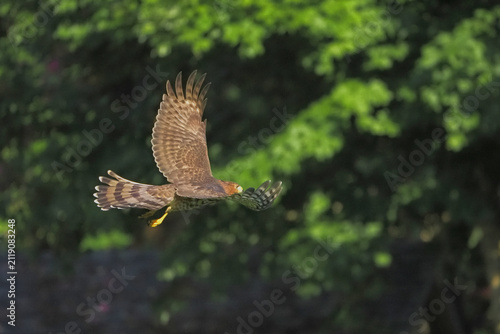 Brown hawk soars with prey in talons. Green canopy blurs behind the hunt. Focused eyes, sharp wings, swift motion. Wildlife moment captured mid-flight. Nature's power and grace in motion