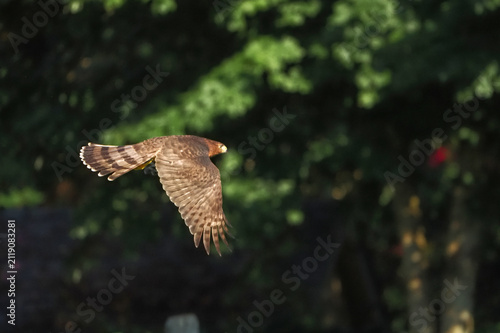 Hawk soars above lush green trees. Its wings beat with precision. Feathers show earthy brown and white. Sunlight glints off its sharp eyes. This bird hunts in forest canopies