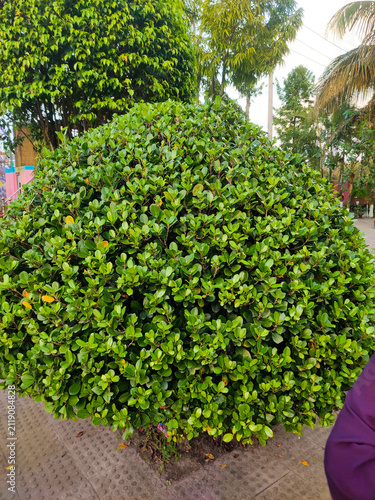 Photography Round trimmed green bush in a park