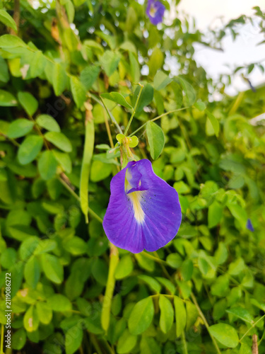 Принти на полотні Blue butterfly pea flower in garden