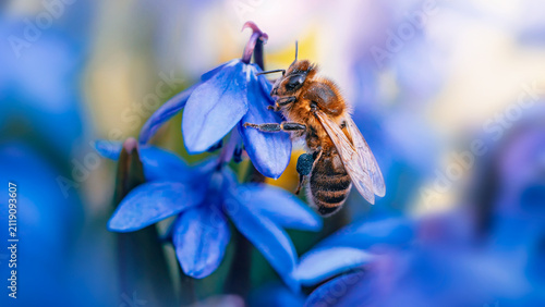 Fotografie Honey bee collecting pollen on blue Siberian squill (Scilla siberica) flowers, beautiful dreamy macro photo with shallow depth of field and soft bokeh