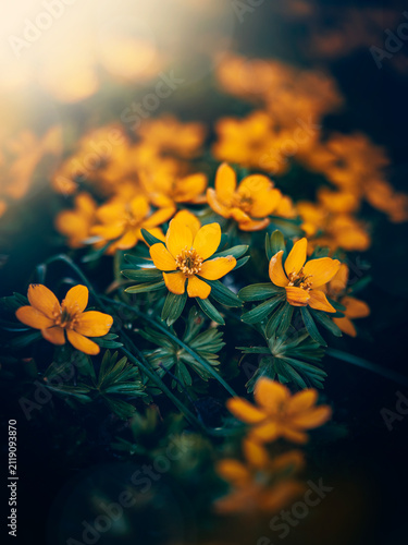 Canvastavla Winter aconite (Eranthis hyemalis) flowers in bloom, beautiful moody macro photo