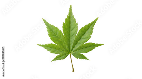 Green leaf isolated on white