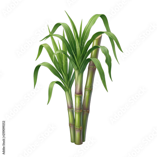 Sugar cane stalks with green leaves isolated on a white background