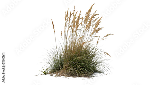 Clump of dry pampas grass wild reeds decoration botanical nature element isolated on transparent background