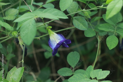 фотографія Blue Butterfly Pea Blossom: A delicate, vibrant blue butterfly pea flower hangs elegantly amidst lush green foliage, showcasing its unique funnel shape and calming natural color
