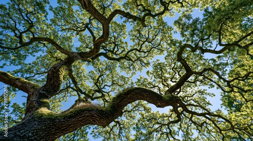 large green tree against a blue sky background