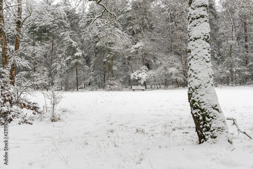 фотографія Peaceful snow-covered forest clearing with a mossy tree trunk in the foreground and a solitary wooden bench among the winter trees