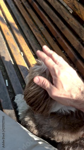 Close up of a man's hand petting his Shih Tzu dog_slow motion.