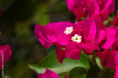 Картината върху платно Close up of pink bougainvillea bracts with small white flowers in bright sunlight