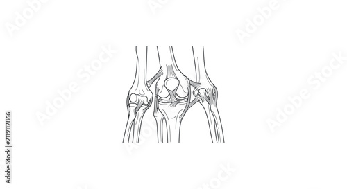 Human Knee Joint Anatomy Vector Illustration
