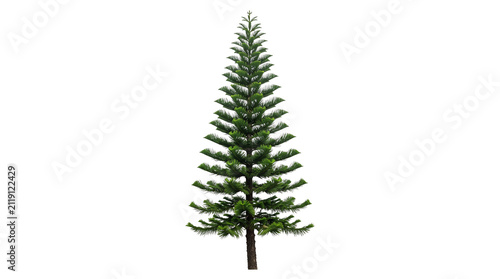 Symmetrical Norfolk Island Pine tree isolated on white background, green evergreen conifer for landscape design, tropical araucaria heterophylla plant