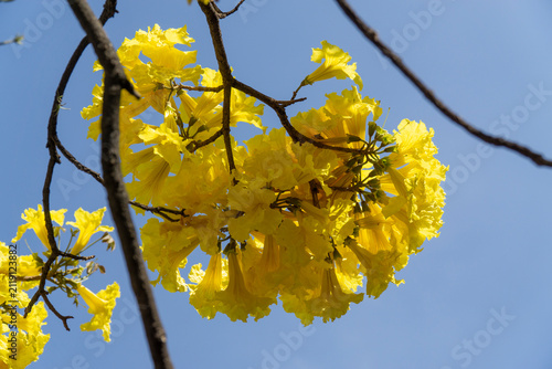 Vibrant yellow Handroanthus chrysanthus tabebuia chrysantha golden trumpet tree flowers blooming in close up macro shot under bright blue sky