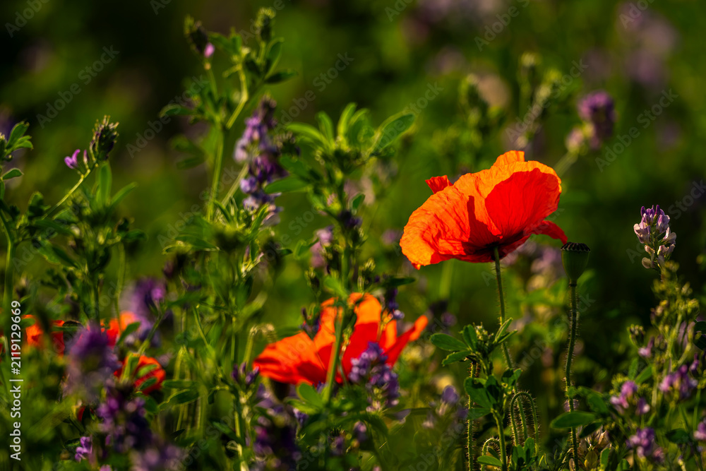 Obraz premium Coquelicots au Cap Hornu en Baie de Somme