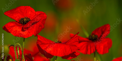 Coquelicots au Cap Hornu en Baie de Somme