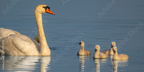 Quadro su tela Cygne tuberculé (Cygnus olor, Mute Swan)