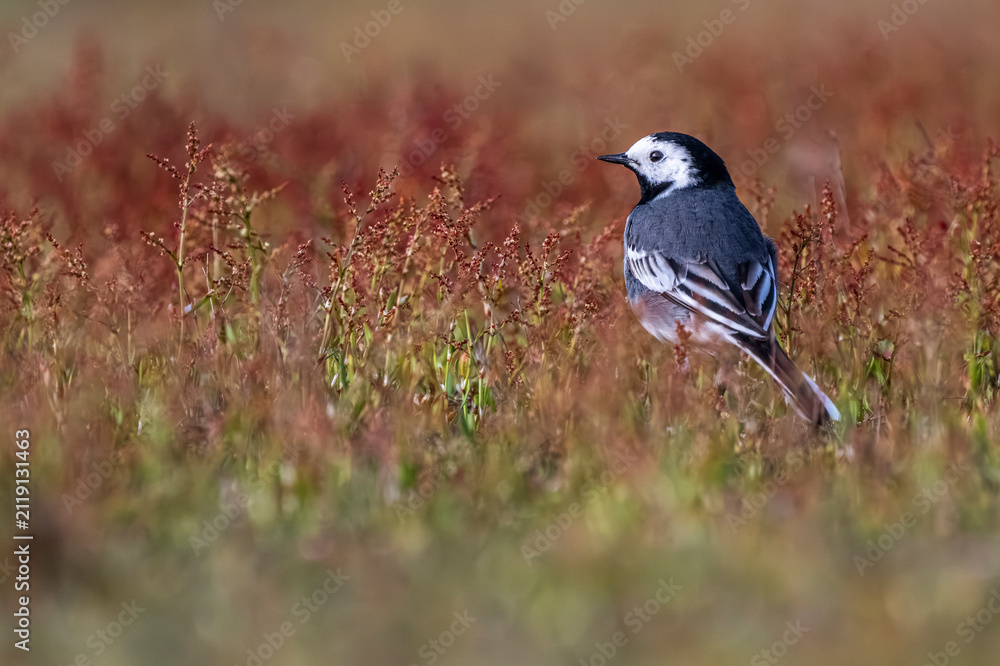 Obraz premium France, Somme (80), Baie de Somme, Le Hâble d'Ault, Pipit farlouse (Anthus pratensis - Meadow Pipit) // France, Somme (80), Baie de Somme, Le Hâble d'Ault, Meadow Pipit (Anthus pratensis)
