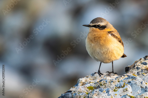 Bild auf Leinwand Traquet motteux (Oenanthe oenanthe - Northern Wheatear)