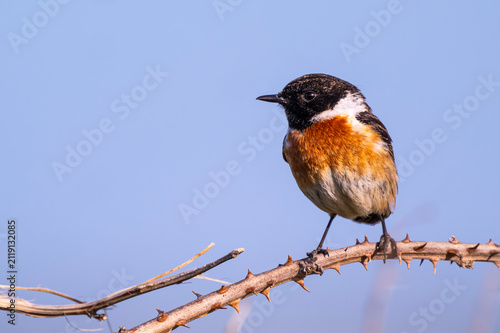 Foto Tarier pâtre (Saxicola rubicola - European Stonechat)