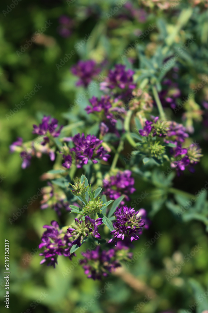 Fototapeta premium Top view of purple alfalfa flower in the field. Medicago sativa cultivation in bloom in summer