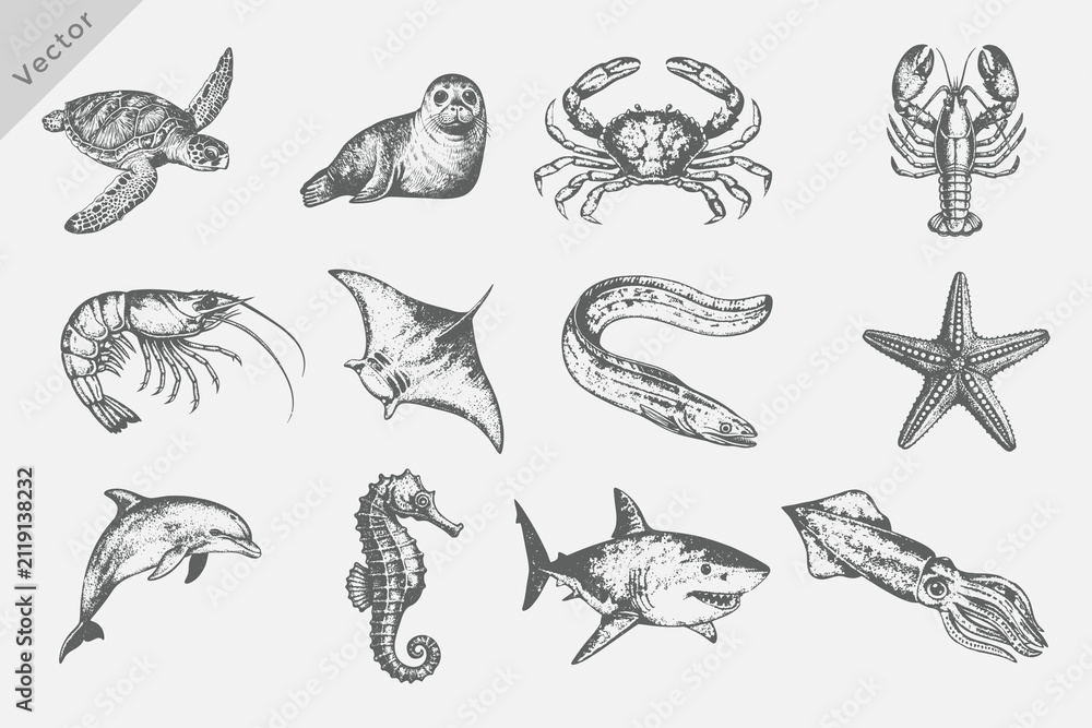 Obraz premium sea elements in Hand drawn sketch style including Sea Turtle, Dolphin, Shark, Octopus, Jellyfish, Starfish, Seahorse, Eel, Crab, Shrimp Vintage engraving style vector illustration.