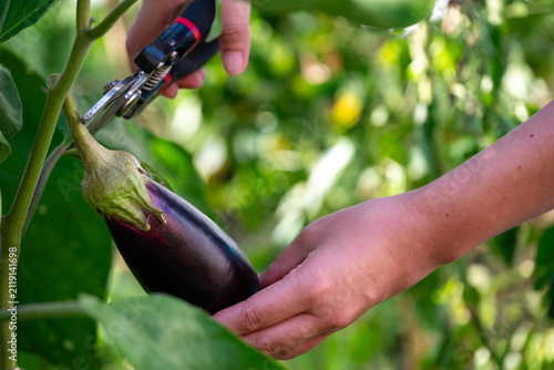 Obraz na plátně Close-up of a gardener harvesting fresh purple eggplant with pruning shears in a home garden