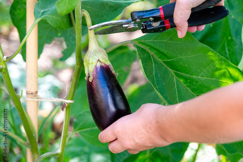 Obraz na plátně Close-up of a gardener harvesting fresh purple eggplant with pruning shears in a home garden