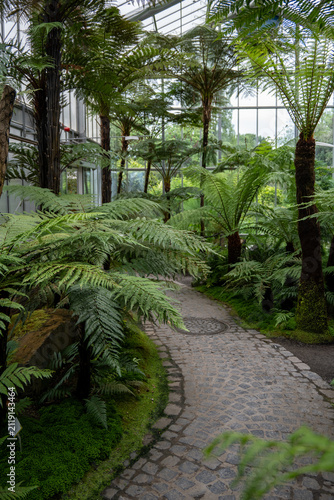 Photography Tree fern walkway inside greenhouse at Luisenpark