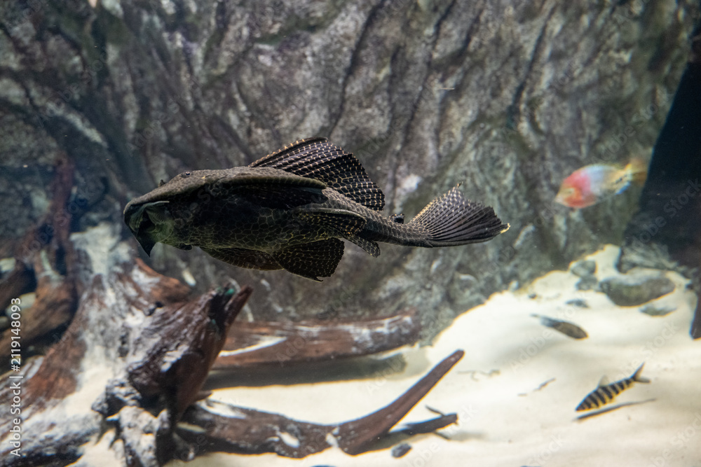 Obraz premium Plecostomus Catfish in Freshwater Aquarium at Luisenpark