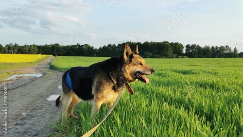 Obraz na płótnie A Happy Dog Enjoying A Sunny Day In The Field
