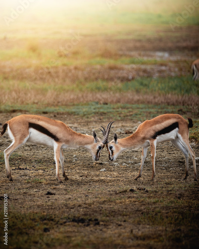 Foto Exploring and Watching Wild Animals in Nature