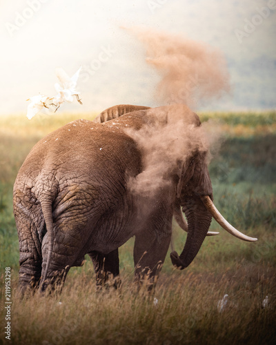 Canvas Print Exploring and Watching Wild Animals in Nature