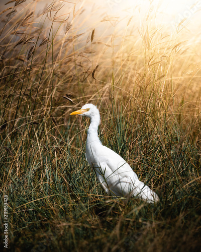 Photography Exploring and Watching Wild Animals in Nature